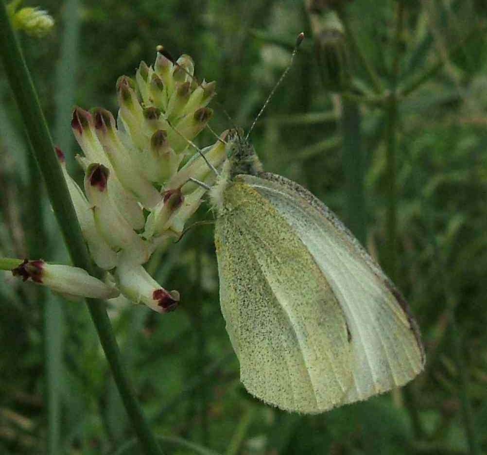 Pieris mannii Pieris mannii